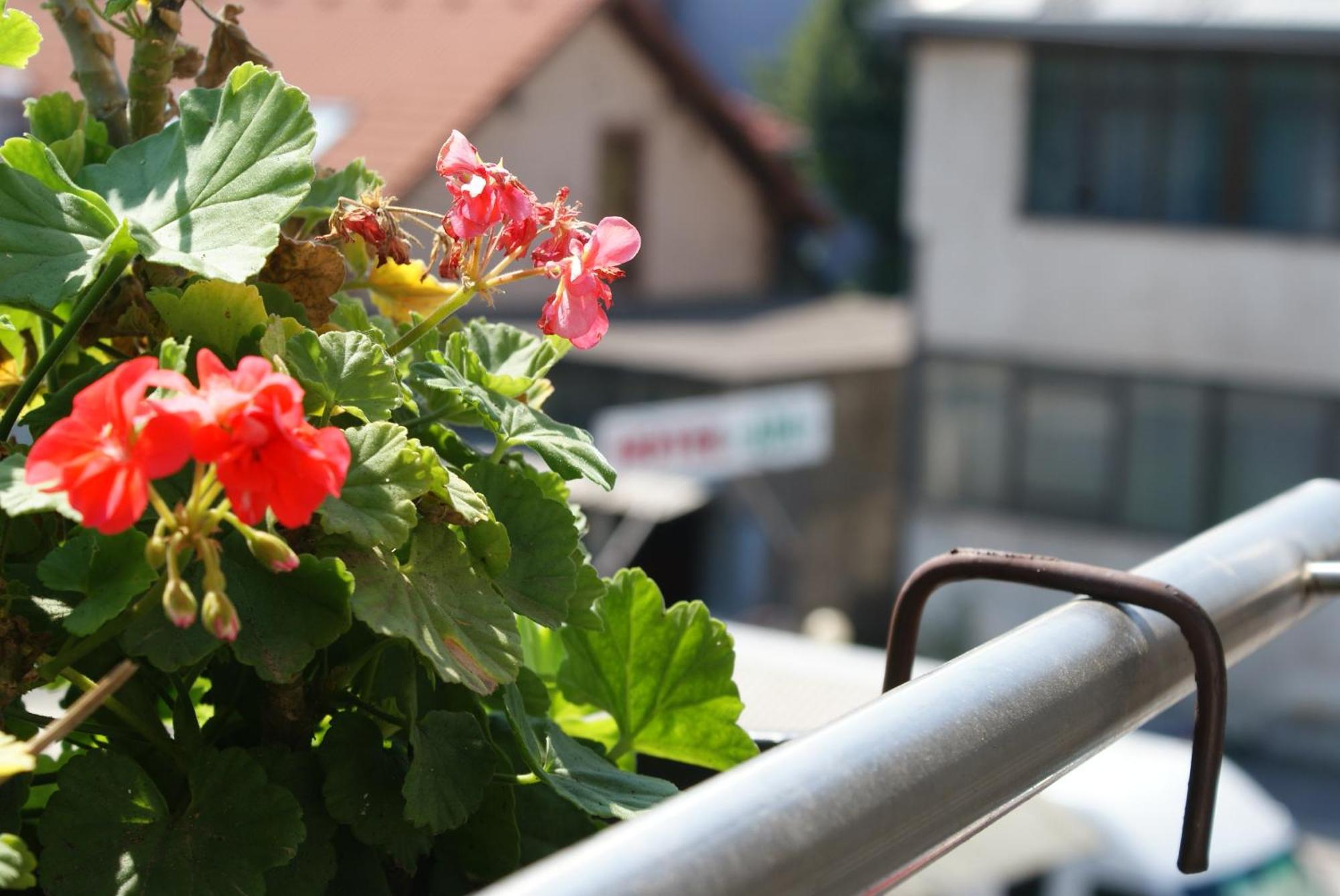 Hotel Ada - Otoka SJJ Rom bilde
